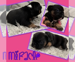 French Bulldog Puppy for sale in JONESBORO, AR, USA