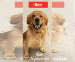 Small Photo #1 Golden Retriever Puppy For Sale in West Hollywood, CA, USA