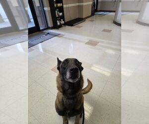 Mutt Dogs for adoption in Imlay City, MI, USA