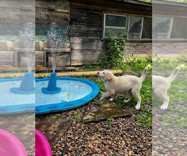 Medium Photo #3 Labrenees Puppy For Sale in New London, WI, USA
