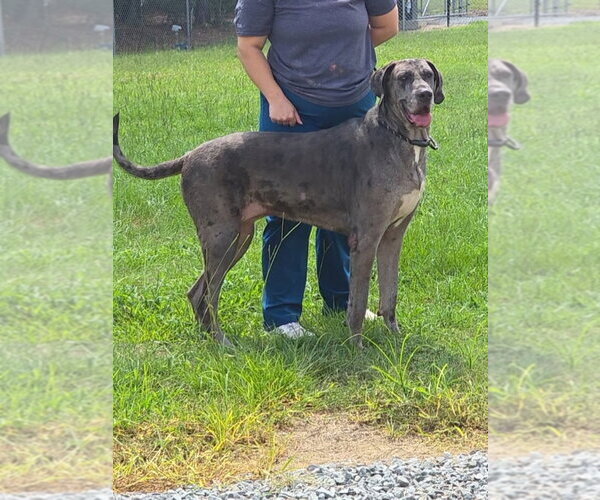 Medium Photo #1 Great Dane Puppy For Sale in Bullard, TX, USA
