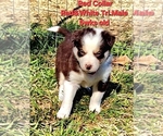Small #4 Border Collie