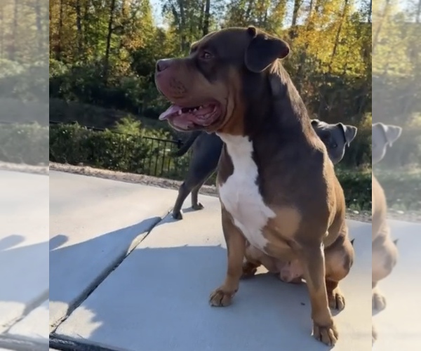 Medium Photo #1 American Bully Puppy For Sale in SMYRNA, GA, USA