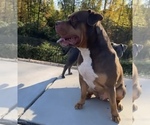 Small Photo #1 American Bully Puppy For Sale in SMYRNA, GA, USA