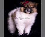 Small Photo #86 Pomeranian Puppy For Sale in WARSAW, IN, USA