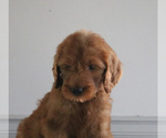 Small Photo #2 Goldendoodle Puppy For Sale in GORDONVILLE, PA, USA