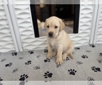 Small #2 Labrador Retriever