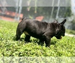 Small Photo #4 French Bulldog Puppy For Sale in HIALEAH, FL, USA