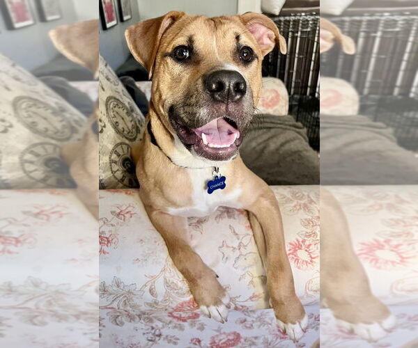 Medium Photo #15 American Staffordshire Terrier-Labrador Retriever Mix Puppy For Sale in Brewster, NY, USA