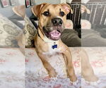 Small #14 American Staffordshire Terrier-Labrador Retriever Mix