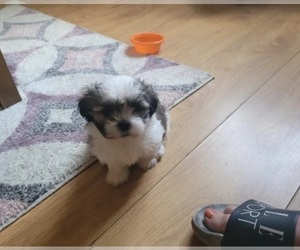 Mal-Shi Puppy for sale in WARREN, MI, USA