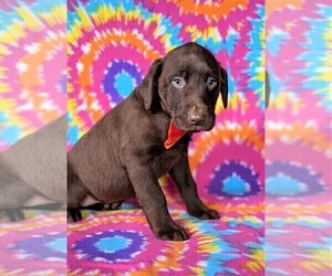 Labrador Retriever Puppy for sale in NEW HOLLAND, PA, USA