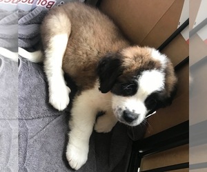 Saint Bernard Puppy for sale in GRAHAM, WA, USA