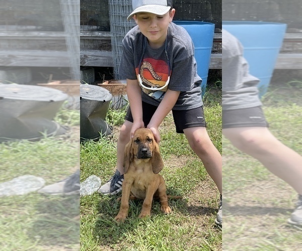 Medium Photo #5 Bloodhound Puppy For Sale in CERRO GORDO, NC, USA