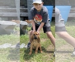 Small Photo #5 Bloodhound Puppy For Sale in CERRO GORDO, NC, USA
