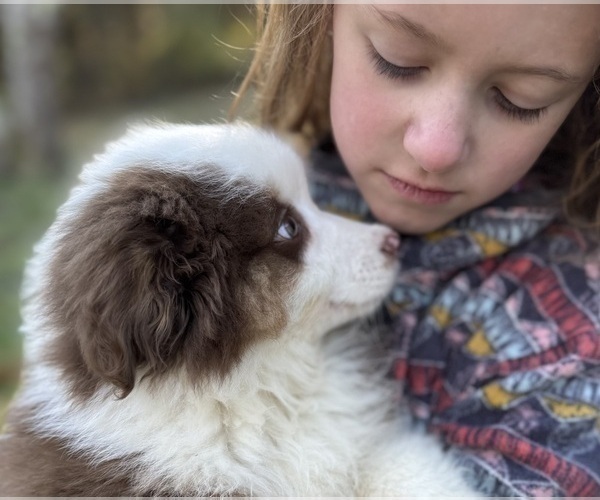 Medium Photo #2 Miniature American Shepherd Puppy For Sale in NOLENSVILLE, TN, USA
