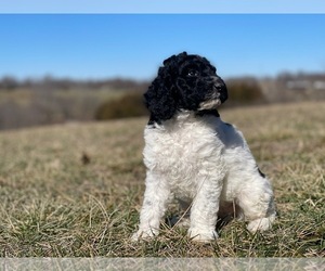 Poodle (Standard) Puppy for sale in CLEVER, MO, USA