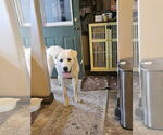Small Great Pyrenees Mix