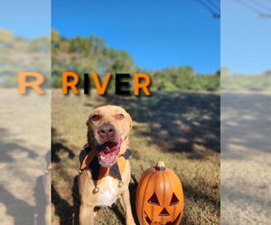 River - Male Doberman Pinscher-German Shepherd Dog Mix Dog for Adoption - Photo #3