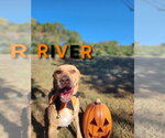 Small #2 Doberman Pinscher-German Shepherd Dog Mix