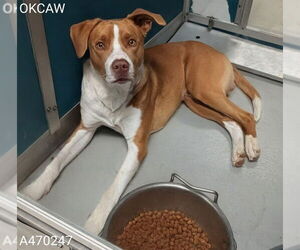 Siberian Husky-Unknown Mix Dogs for adoption in Oklahoma City, OK, USA