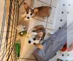 Small Photo #4 Pembroke Welsh Corgi Puppy For Sale in SURFSIDE, SC, USA