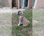 Small #5 Olde English Bulldogge