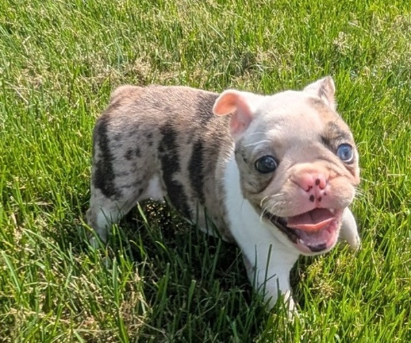 Medium Photo #2 Faux Frenchbo Bulldog Puppy For Sale in GOSHEN, IN, USA
