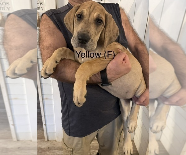 Medium Photo #2 Great Dane Puppy For Sale in GALLOWAY, OH, USA