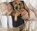 Small #1 Great Dane