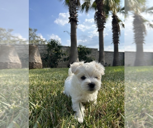 Medium Photo #7 Maltese Puppy For Sale in SAN ANTONIO, TX, USA