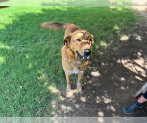 Labrador Retriever-Unknown Mix Dogs for adoption in Tulsa, OK, USA