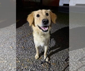 Golden Retriever Dogs for adoption in Evansville, IN, USA