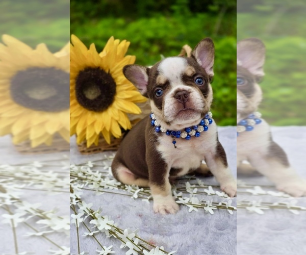 Medium Photo #4 French Bulldog Puppy For Sale in TOMBALL, TX, USA