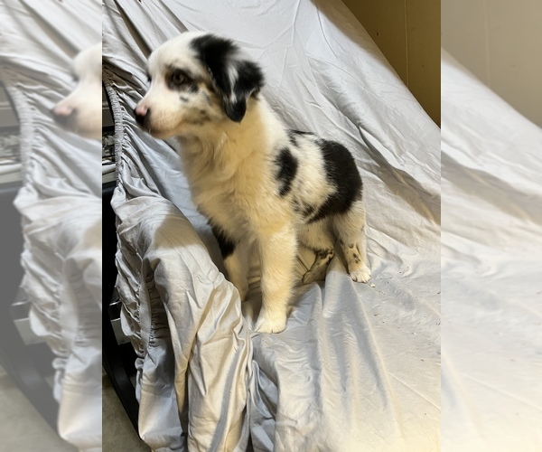 Medium Photo #4 Australian Shepherd Puppy For Sale in BURLINGTON, NC, USA