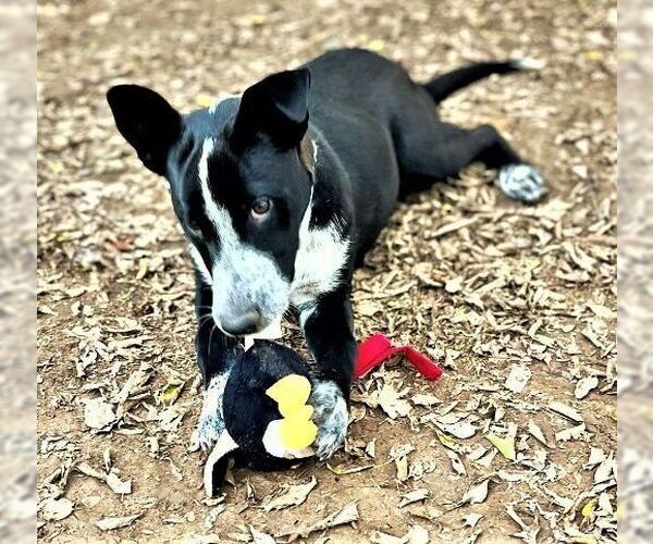 Medium Photo #4 German Shepherd Dog-Unknown Mix Puppy For Sale in Godley, TX, USA