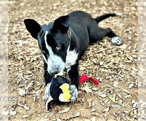 Sparky - Male German Shepherd Dog-Unknown Mix Dog for Adoption - Photo #4