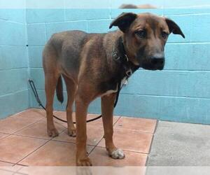 German Shepherd Dog-Unknown Mix Dogs for adoption in Downey, CA, USA