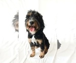 Small Photo #1 Bernedoodle (Miniature) Puppy For Sale in FLAT ROCK, NC, USA