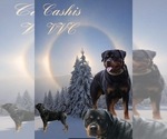 Small Photo #4 Rottweiler Puppy For Sale in ELBERT, CO, USA