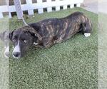 *FLUTTER FLY - Female Mutt Dog for Adoption - Small photo