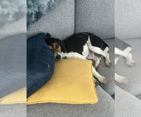 Medium Photo #2 Beagle Puppy For Sale in Springdale, PA, USA