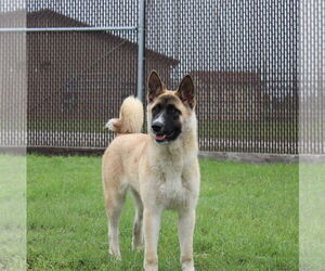 Akita Dogs for adoption in Pottstown, PA, USA