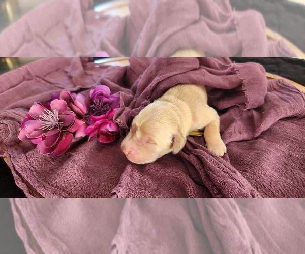 Medium Photo #2 Golden Retriever Puppy For Sale in THOMASTON, ME, USA