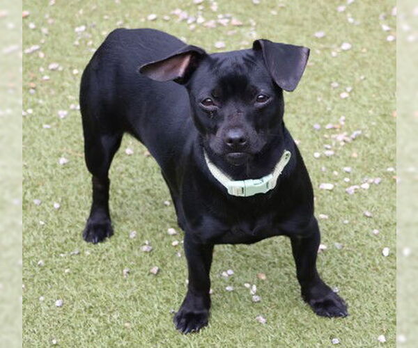 Medium Photo #1 Dachshund-Unknown Mix Puppy For Sale in Rockaway, NJ, USA