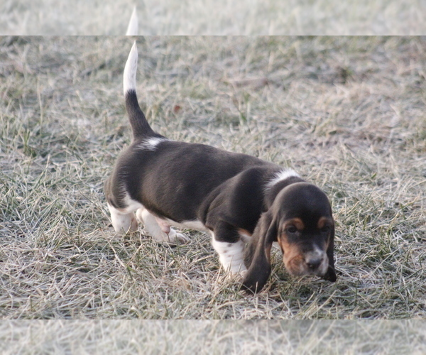 Medium Photo #4 Basset Hound Puppy For Sale in MEMPHIS, MO, USA