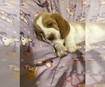 Small Photo #10 Basset Hound Puppy For Sale in GREENLEAF, WI, USA