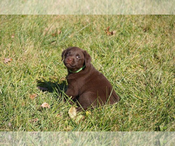 Medium Photo #3 Labrador Retriever Puppy For Sale in GIBSONVILLE, NC, USA