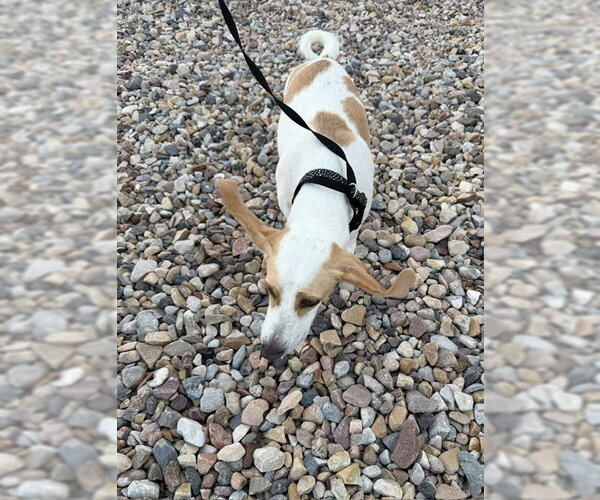 Medium Photo #4 Beagle-Unknown Mix Puppy For Sale in Sandy, UT, USA