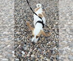 Small #3 Beagle Mix